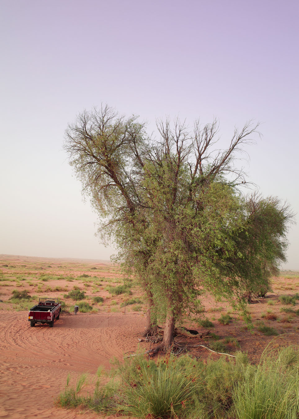 Faune et exloration désert de Dubaï - Les voyages d'apogée