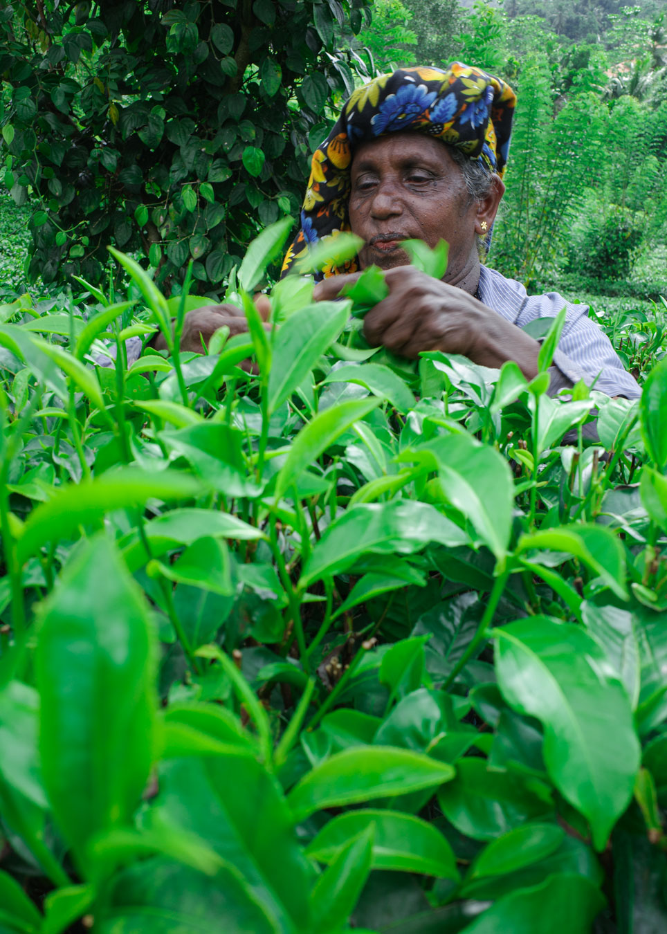 woman tea picker at the wilehena tea factory in sri lanka - les voyages d'apogée