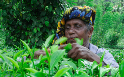 Exploring tea in Sri Lanka: immersion in the southern lands