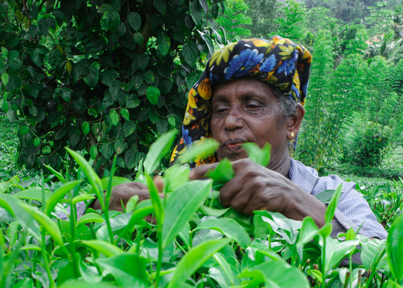 wilehena-teafactory-teaworker-srilanka-lesvoyagesdapogee femme cueilleuse de thé à la wilehena tea factory au sri lanka - les voyages d'apogée